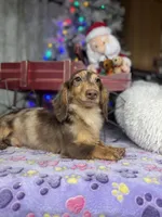 Import, a male Miniature Dachshund for sale in Oneonta, NY – Photo 7 of 8