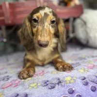 Import, a male Miniature Dachshund for sale in Oneonta, NY – Photo 2 of 8