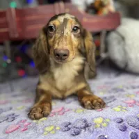 Import, a male Miniature Dachshund for sale in Oneonta, NY – Photo 4 of 8