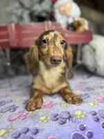 Import, a male Miniature Dachshund for sale in Oneonta, NY – Photo 5 of 8