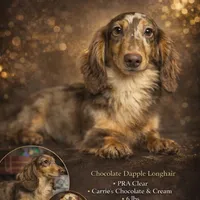 Import, a male Miniature Dachshund for sale in Oneonta, NY – Photo 1 of 8