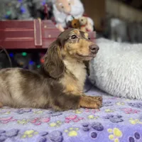 Import, a male Miniature Dachshund for sale in Oneonta, NY – Photo 3 of 8