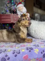 Import, a male Miniature Dachshund for sale in Oneonta, NY – Photo 3 of 8