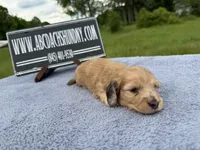 Dapple boy, a male Miniature Dachshund for sale in Oneonta, NY – 7 of 10