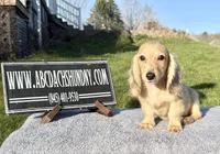 Cream import, a male Miniature Dachshund for sale in Oneonta, NY – Photo 4 of 9