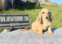 Cream import, a male Miniature Dachshund for sale in Oneonta, NY – Photo 1 of 9