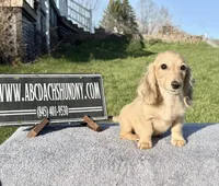 Cream import, a male Miniature Dachshund for sale in Oneonta, NY – Photo 3 of 9