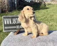 Cream import, a male Miniature Dachshund for sale in Oneonta, NY – Photo 2 of 9
