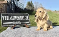 Cream import, a male Miniature Dachshund for sale in Oneonta, NY – Photo 5 of 9
