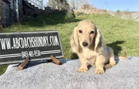 Cream import, a male Miniature Dachshund for sale in Oneonta, NY – Photo 6 of 9