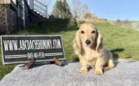 Cream import, a male Miniature Dachshund for sale in Oneonta, NY – Photo 7 of 9