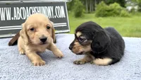 S.African AKC, a female Miniature Dachshund for sale in Oneonta, NY – 7 of 10