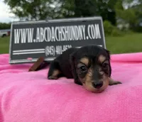 S.African AKC, a female Miniature Dachshund for sale in Oneonta, NY – 2 of 10