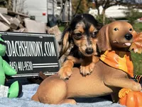 Russian, a male Miniature Dachshund for sale in Oneonta, NY – 3 of 7
