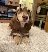 Choc Cream -AKC PRA Clear!, a male Miniature Dachshund for sale in Oneonta, NY – 2 of 5