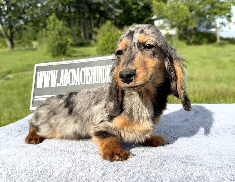 AKC show boy- russian sale – Miniature Dachshund puppy for sale in Oneonta, NY