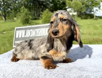 AKC show boy- russian sale, a male Miniature Dachshund for sale in Oneonta, NY – 1 of 10