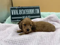 Dapple Russian akc, a female Miniature Dachshund for sale in Oneonta, NY – 7 of 7