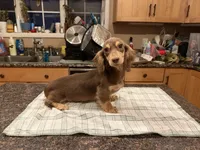 Choc & Cream AKC pra Clear, a female Miniature Dachshund for sale in Oneonta, NY – 7 of 8