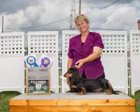 Champion bred LH male russian, a male Miniature Dachshund for sale in Oneonta, NY – 7 of 10