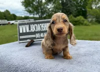 Ch Russian line, a male Miniature Dachshund for sale in Oneonta, NY – 10 of 10