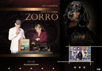 CH RUS PRA CLEAR, a male Miniature Dachshund for sale in Oneonta, NY – Photo 3 of 6