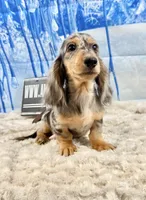 CH RUS PRA CLEAR, a male Miniature Dachshund for sale in Oneonta, NY – Photo 6 of 6