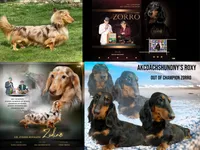 CH RUS PRA CLEAR, a male Miniature Dachshund for sale in Oneonta, NY – Photo 5 of 6