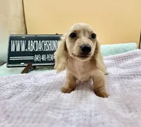Charity South African , a female Miniature Dachshund for sale in Oneonta, NY – 7 of 9