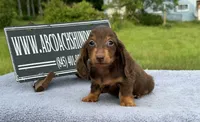 Ch Russian, a male Miniature Dachshund for sale in Oneonta, NY – 2 of 10