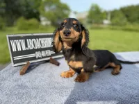 Russian Carrie’s cream sale, a male Miniature Dachshund for sale in Oneonta, NY – 7 of 10