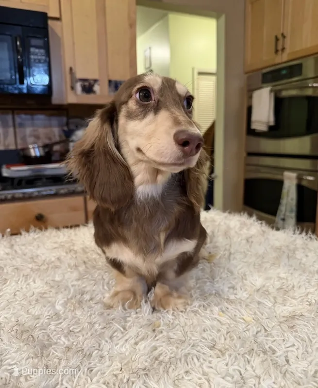 Choc Cream -AKC PRA Clear! – Miniature Dachshund puppy for sale in Oneonta, NY