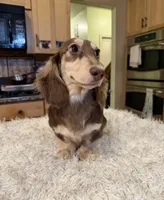 Choc Cream -AKC PRA Clear!, a male Miniature Dachshund for sale in Oneonta, NY – 1 of 5