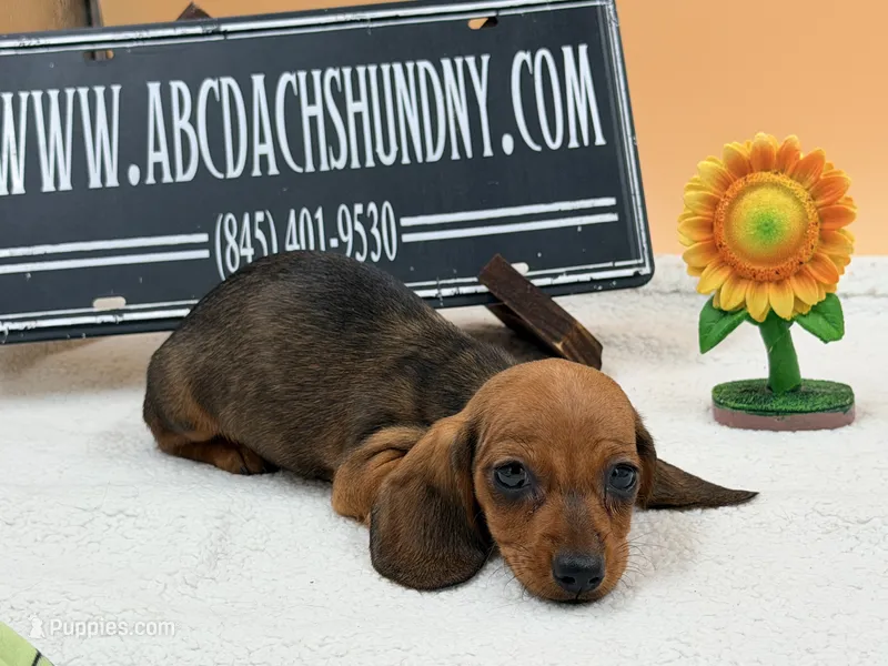 Russian Smooth red – Dachshund puppy for sale in Oneonta, NY