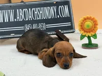 Russian Smooth red, a female Dachshund for sale in Oneonta, NY – 1 of 6