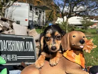 Russian, a male Miniature Dachshund for sale in Oneonta, NY – 6 of 7