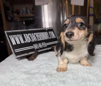 Russian Pie, a male Miniature Dachshund for sale in Oneonta, NY – Photo 7 of 10