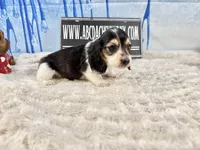 Russian Pie, a male Miniature Dachshund for sale in Oneonta, NY – Photo 1 of 5