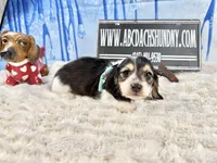 Russian Pie, a male Miniature Dachshund for sale in Oneonta, NY – Photo 5 of 5
