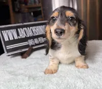 Russian Pie, a male Miniature Dachshund for sale in Oneonta, NY – Photo 2 of 10