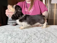 Russian Pie, a male Miniature Dachshund for sale in Oneonta, NY – Photo 9 of 10