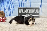 Russian Pie, a male Miniature Dachshund for sale in Oneonta, NY – Photo 2 of 5