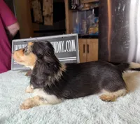 Russian Pie, a male Miniature Dachshund for sale in Oneonta, NY – Photo 6 of 10