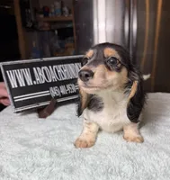 Russian Pie, a male Miniature Dachshund for sale in Oneonta, NY – Photo 5 of 10