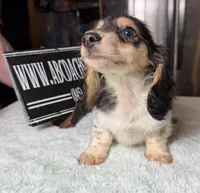 Russian Pie, a male Miniature Dachshund for sale in Oneonta, NY – Photo 3 of 10