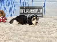 Russian Pie, a male Miniature Dachshund for sale in Oneonta, NY – Photo 4 of 5