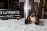 Russian Pie, a male Miniature Dachshund for sale in Oneonta, NY – Photo 8 of 10