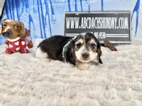 Russian Pie, a male Miniature Dachshund for sale in Oneonta, NY – Photo 3 of 5