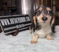 Russian Pie, a male Miniature Dachshund for sale in Oneonta, NY – Photo 4 of 10
