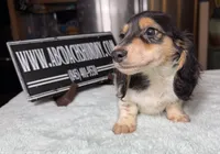 Russian Pie, a male Miniature Dachshund for sale in Oneonta, NY – Photo 1 of 10